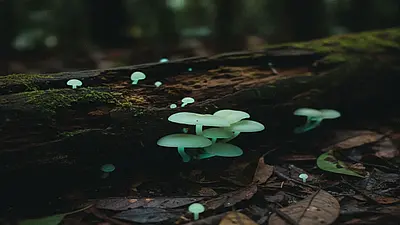 Bioluminescent Fungus (Neonothopanus gardneri) - Fungus of Panama | Documentary nature photography