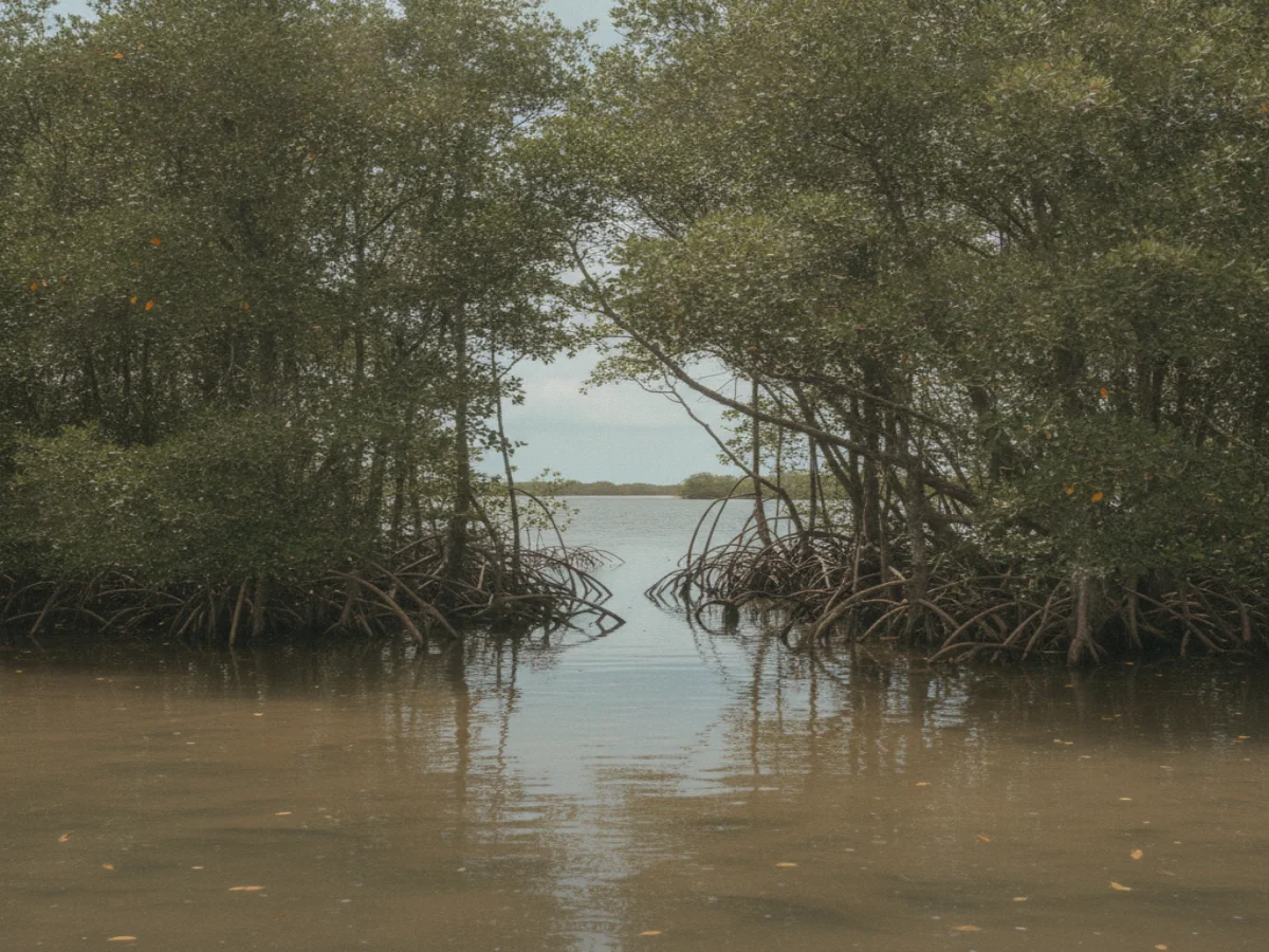 Black Mangrove